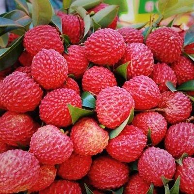 【外运冷链】今夏荔枝正当时  产地冷链直发 桂味/荔枝王礼盒 商品图0