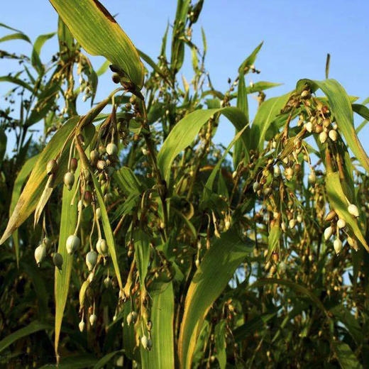 热卖【糯薏仁米】云南墨江出产，一年一季，生长周期长，新鲜研磨，口感软糯 商品图1