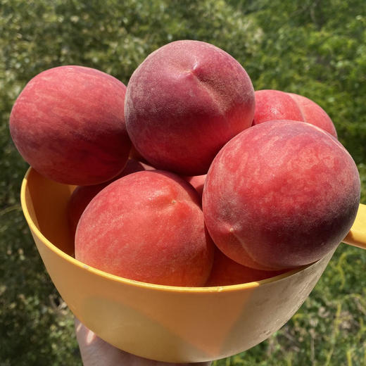 产地直邮-陕西突围水蜜桃 硬吃脆甜 软吃糯甜 商品图0