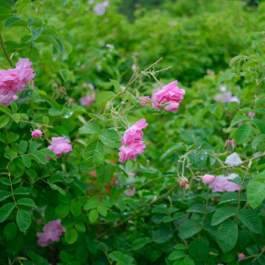 必囤NO1!【陪伴到老!含有精油的大马士革玫瑰纯 露】最顶级的食用玫瑰，4斤鲜花1斤水蒸馏萃取。 保加利亚官方合作基地纯种种苗，自然农法种植， 桃花源中有玫瑰! 商品图4