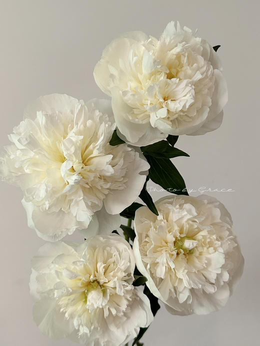 精品花材芍药花公爵夫人 商品图7