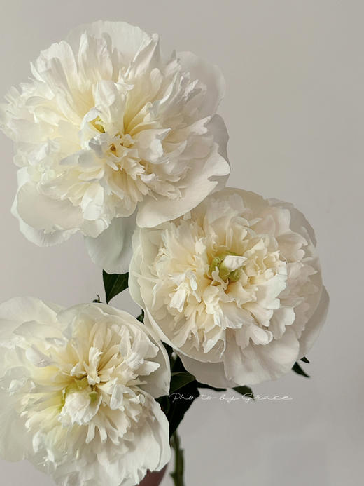 精品花材芍药花公爵夫人 商品图1