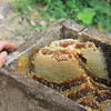 热卖【神农架土蜂蜜】高海波深山的百草药蜜，无农药、工业污染，没有蒸馏提纯，美容养颜，润肠通便 商品缩略图4