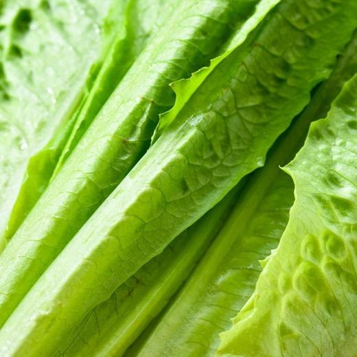 每日伊藤油麦菜 约 300g/袋 商品图3