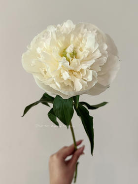 精品花材芍药花公爵夫人