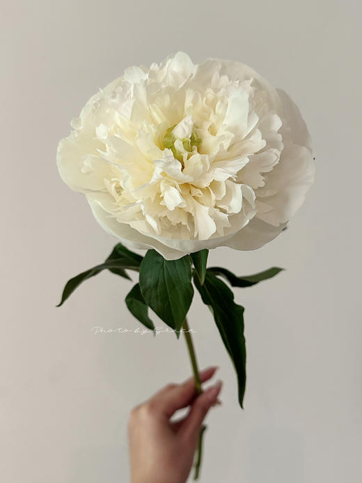 精品花材芍药花公爵夫人 商品图0