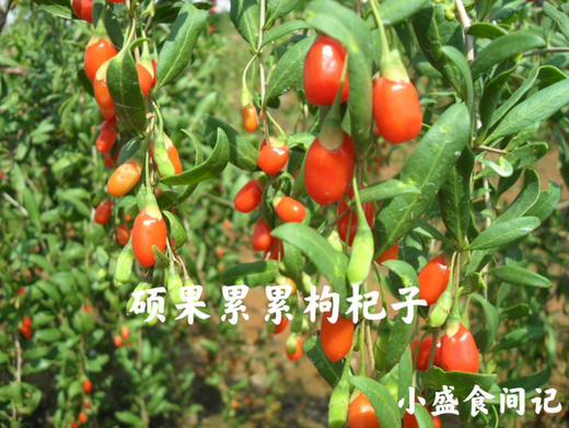 宁夏中宁红枸杞贡果等级220g 商品图4