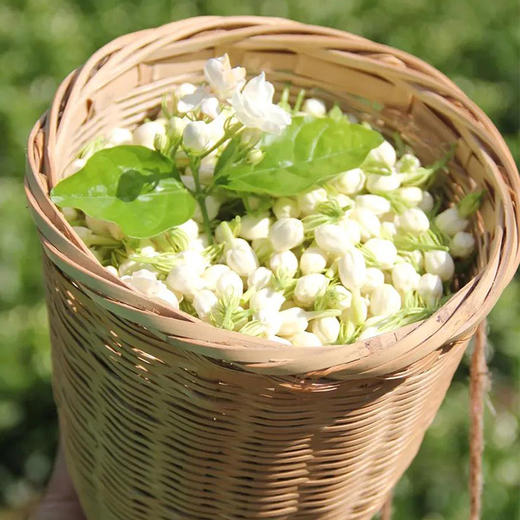 今年新花【横州茉莉花】鲜花烘制4天左右发货，清新怡人，回味甘甜，无香精、无防腐剂，茉莉原香，非遗传承人制作 商品图5