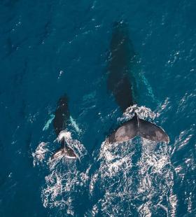  「鲸豚式呼吸」，立即减轻紧绷和压力 