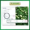 明钼有机菊花茶胎菊 商品缩略图3