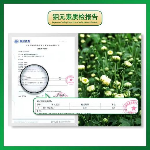 明钼有机菊花茶胎菊 商品图3