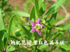 宁夏中宁红枸杞贡果等级220g 商品缩略图3