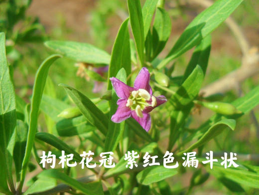 宁夏中宁红枸杞贡果等级220g 商品图3