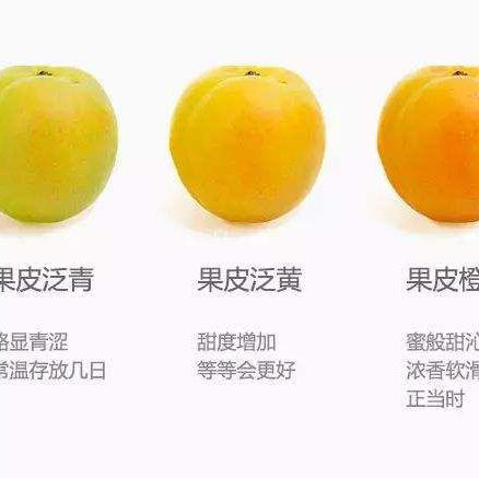 疆来小杏福·新疆小白杏
一年中吃轮台小白杏就那么二十多天，轮台小白杏甜蜜爆汁~核小，被大自然调配出的杏味浓郁，必须要尝一尝！一盒350克，一组两盒 商品图3