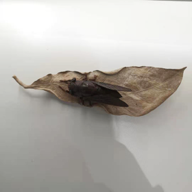 一夜成名°小叶紫檀木雕摆件