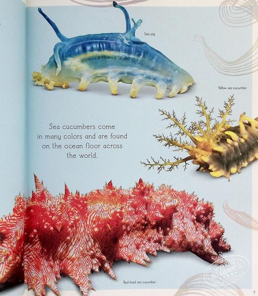 【中商原版】DK水生生物选集 An Anthology of Aquatic Life 英文原版 Sam Hume 自然百科 海洋生物 自然科学 商品图4