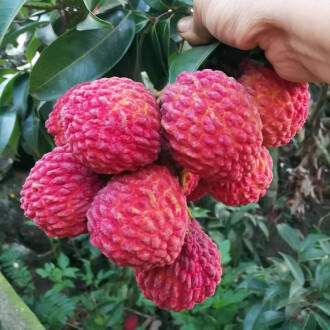 【外运冷链】今夏荔枝正当时  产地冷链直发 桂味/荔枝王礼盒 商品图1