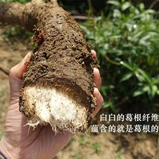【高原葛根粉】精选云南深山原生态葛根制作，传统日晒，粉质细腻 商品图2