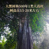 【大黑树林】曼松兄长大黑树林 皇家贡茶地1类大高杆 倚邦二组茶农联合出品 2023年云南普洱生茶500年高杆古树 357g饼茶 商品缩略图1