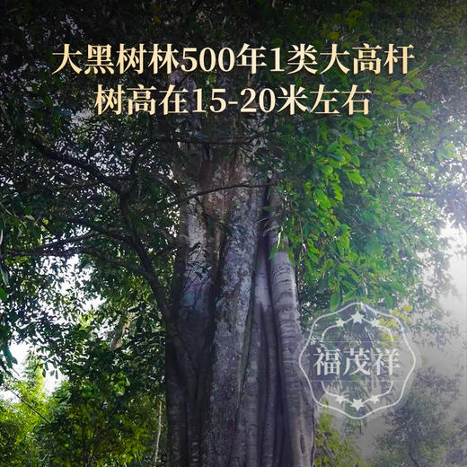 【大黑树林】曼松兄长大黑树林 皇家贡茶地1类大高杆 倚邦二组茶农联合出品 2023年云南普洱生茶500年高杆古树 357g饼茶 商品图1