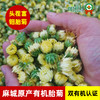 明钼有机菊花茶胎菊 商品缩略图2