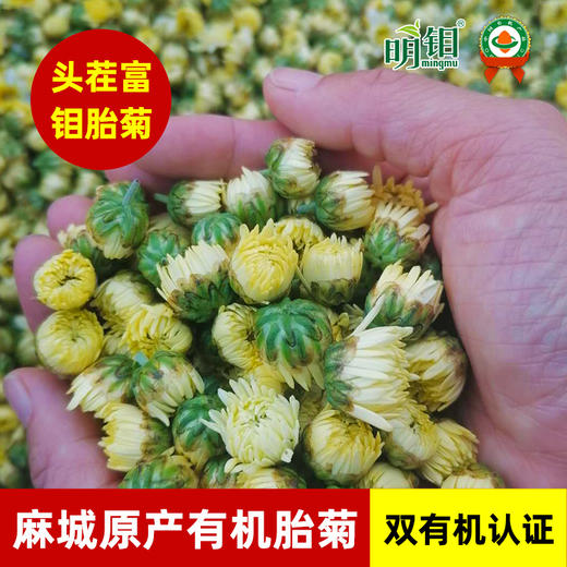 明钼有机菊花茶胎菊 商品图2