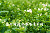 茉莉纯露500ml（搭配海藻面膜/玫瑰粉敷脸 ） 商品缩略图4