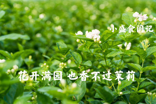 茉莉纯露500ml（搭配海藻面膜/玫瑰粉敷脸 ） 商品图4