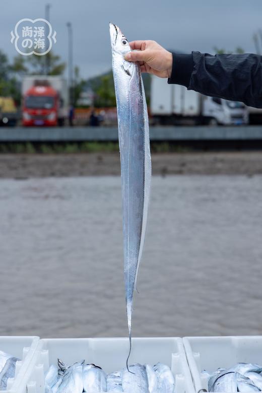 舟山东海野生钓带鱼 整条速冻 不包冰   新老包装随机 商品图1