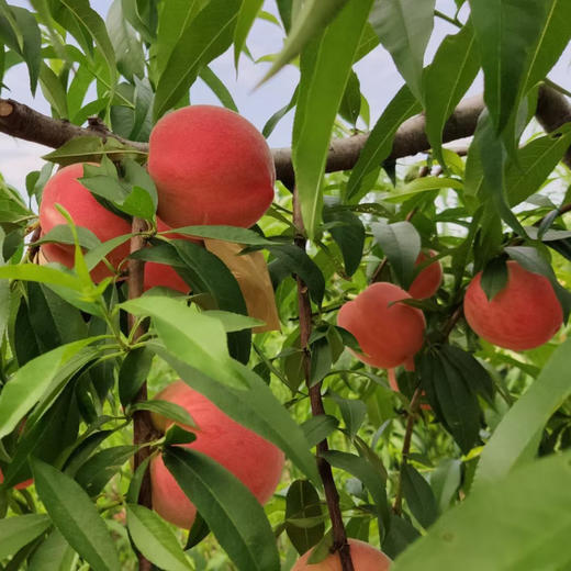 产地直邮-陕西突围水蜜桃 硬吃脆甜 软吃糯甜 商品图1