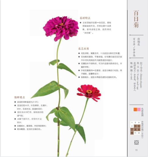 鲜切花材 商品图4