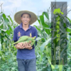 生态肇庆水果玉米 | 合作生产*Ecological fruit corn/waxy corn |Partner Production 商品缩略图1