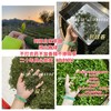 阿狸自家崂山茶园，滚筒红茶，崂山红茶，不打农药，不加香精，不掺陈茶 商品缩略图3
