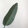 大鸟叶 商品缩略图1