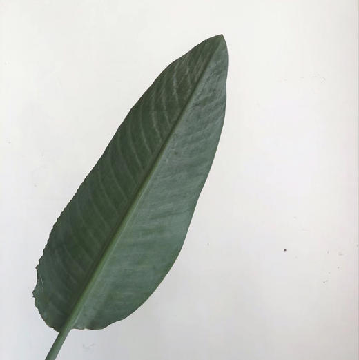 大鸟叶 商品图1