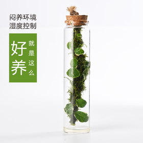 苔藓微景观生态瓶 懒人室内桌面摆件 水培绿植解压景观 花叶薛荔植物