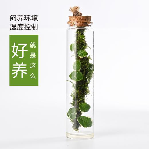 苔藓微景观生态瓶 懒人室内桌面摆件 水培绿植解压景观 花叶薛荔植物 商品图0