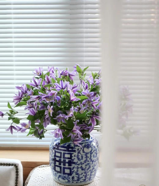 【星河】进口铁线莲  紫色  5枝/扎 商品图2