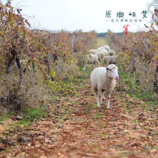 生物动力葡萄酒（基地直发-顺丰包邮）| 750ml/瓶，产自西班牙卡斯蒂利亚，生产者：酒庄三兄妹【合作生产，公平贸易】 商品图10