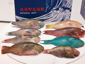 南海野生海鱼礼盒