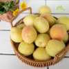 生态银白杏 | 合作生产*Eco- apricot | Coproduction 商品缩略图3