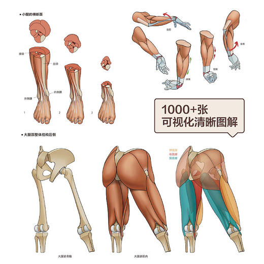 艺用人体结构 解剖形态运动 艺用动态解剖理解人体形态肌肉骨骼造型技法伯里曼教学动漫人体结构表现技法素描 商品图4