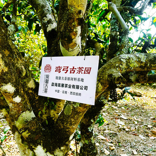 凰馨古茶2023年弯弓357克生茶探春系列 拍五发六 商品图4