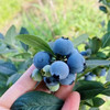 今年咱们自己选的云南基地蓝莓，直送，大果15+     甜度高，硬脆甜，花香果香浓！现摘果，保留最新鲜的口感！ 商品缩略图0