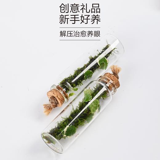 苔藓微景观生态瓶 懒人室内桌面摆件 水培绿植解压景观 花叶薛荔植物 商品图4