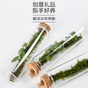 苔藓微景观生态瓶 懒人室内桌面摆件 水培绿植解压景观 花叶薛荔植物 商品缩略图3