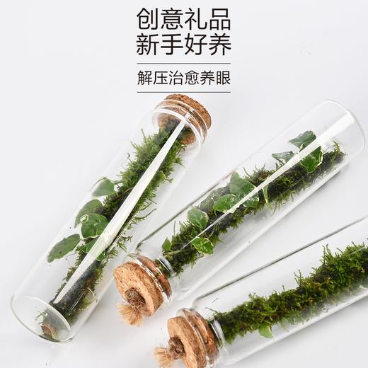 苔藓微景观生态瓶 懒人室内桌面摆件 水培绿植解压景观 花叶薛荔植物 商品图3