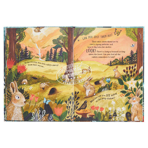 【中商原版】Sandra Dieckmann 秘密森林 Secret Forest 英文原版进口童书 儿童绘本 大自然动植物 找找书图画书 4-7岁 礼品书 商品图7