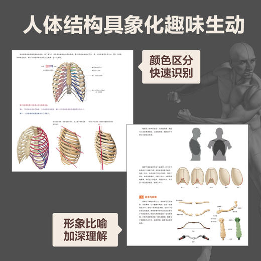 艺用人体结构 解剖形态运动 艺用动态解剖理解人体形态肌肉骨骼造型技法伯里曼教学动漫人体结构表现技法素描 商品图3