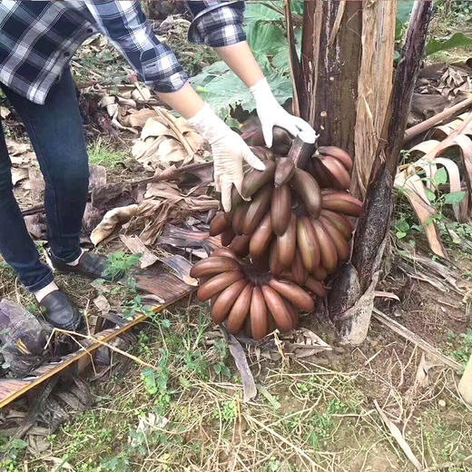 福建红美人香蕉  无涂抹催熟剂   软糯香甜 商品图7